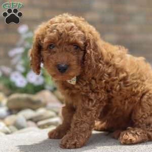 Harley, Mini Goldendoodle Puppy